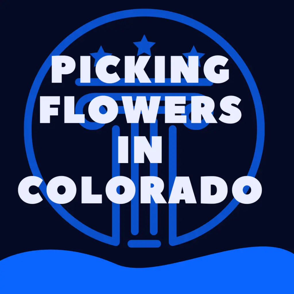 Is It Illegal To Pick Wildflowers In Colorado